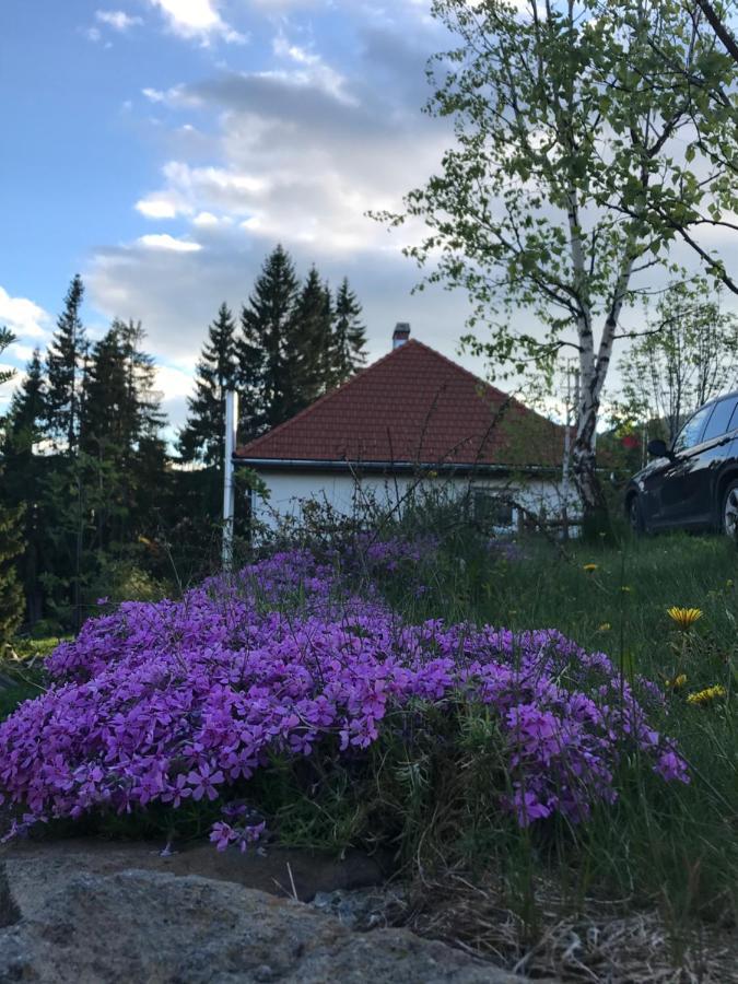 Pension Tofalvi Harghita-Băi Exteriör bild
